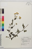 阿里山油菊藏品圖，第1張