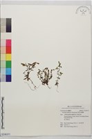 塔塔加龍膽藏品圖，第1張