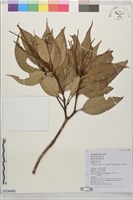 浸水營石櫟藏品圖，第1張