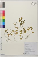 鵝兒腸藏品圖，第1張
