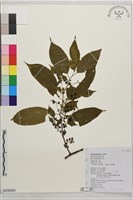 桶鉤藤藏品圖，第1張