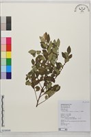 水雞油藏品圖，第1張