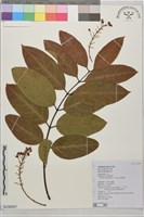 猿尾藤藏品圖，第1張
