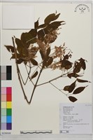 臺灣梣藏品圖，第1張