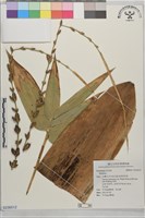 登錄號:S236512藏品圖，第1張