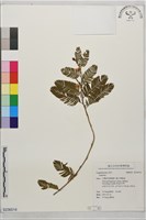 登錄號:S236514藏品圖，第1張