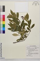 光葉柃木、細齒葉柃藏品圖，第1張