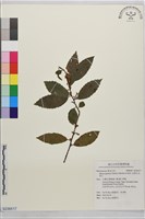 山桂花, 杜莖山藏品圖，第1張