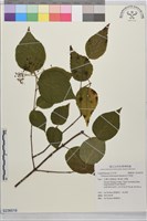 紅子莢迷藏品圖，第1張