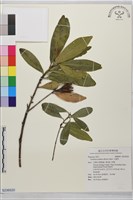 大頭茶藏品圖，第1張