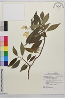 華八仙藏品圖，第1張