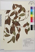 火炭母草藏品圖，第1張