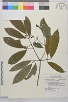 三葉山香圓藏品圖，第1張