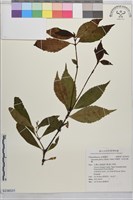 草珊瑚、紅果金粟蘭藏品圖，第1張