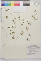 臺灣蛇莓藏品圖，第1張