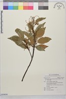 長尾栲、長尾柯、長尾尖葉櫧藏品圖，第1張