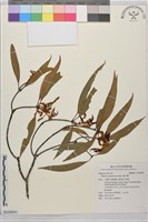捲斗櫟藏品圖，第1張