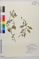 拎壁龍藏品圖，第1張
