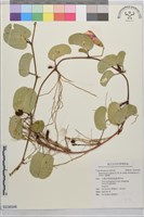 馬鞍藤藏品圖，第1張