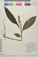 山薑藏品圖，第1張