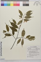 墨點櫻桃、黑星櫻藏品圖，第1張