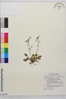 高山通泉草藏品圖，第1張