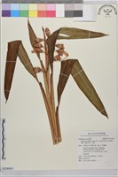 月桃、艷山姜、玉桃藏品圖，第1張