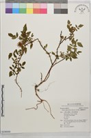 薄瓣懸鉤子藏品圖，第1張