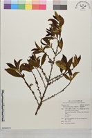 光葉柃木、細齒葉柃藏品圖，第1張