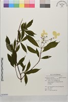 華八仙藏品圖，第1張
