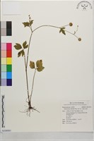 辣子草、揚子毛茛藏品圖，第1張