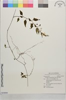 蔓茄藏品圖，第1張
