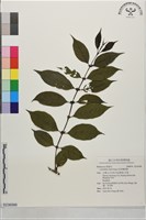 琉球雞屎樹藏品圖，第1張