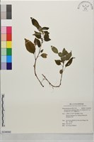 肉穗野牡丹藏品圖，第1張