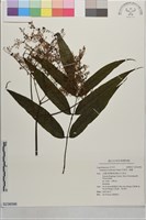 冇骨消、蒴翟藏品圖，第1張