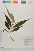 灰背葉紫珠、裡白杜虹花藏品圖，第1張