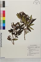臺灣厚距花、台灣大蕊野牡丹藏品圖，第1張