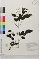 角花烏蘞莓藏品圖，第1張