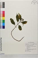 非洲玉葉金花藏品圖，第1張