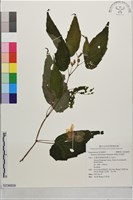 武威山秋海棠藏品圖，第1張