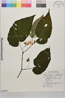 出雲山秋海棠藏品圖，第1張