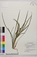 間型沿階草藏品圖，第1張