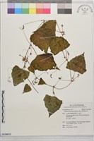 黑果馬交兒藏品圖，第1張