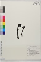 阿里山水晶蘭藏品圖，第1張