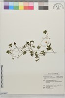 海螺菊藏品圖，第1張