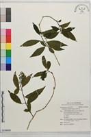 華八仙藏品圖，第1張