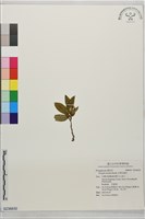 巨葉花遠志藏品圖，第1張