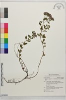 臺灣野薄荷藏品圖，第1張