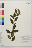 臺灣繡線菊藏品圖，第1張