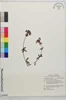 馬先蒿藏品圖，第1張